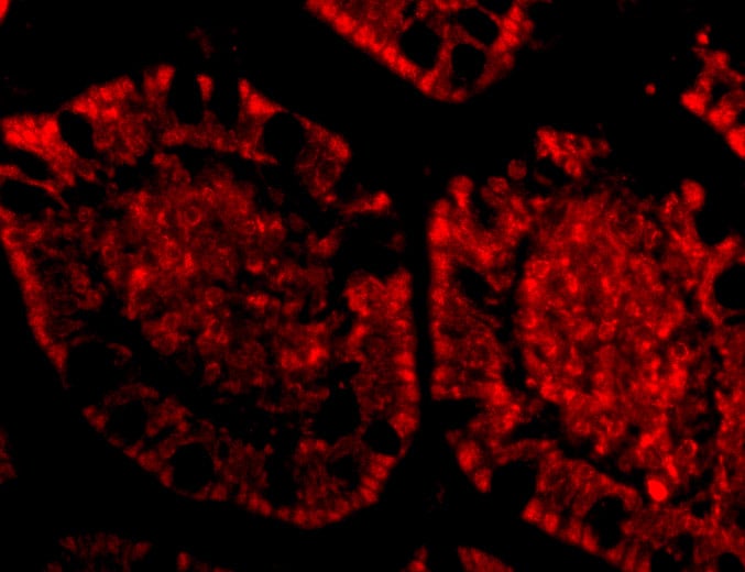ZBP1/DLM-1/DAI Antibody - BSA Free