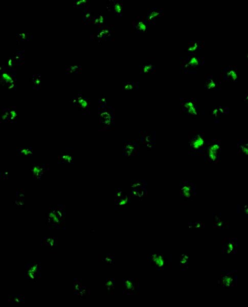 Acinus Antibody - BSA Free