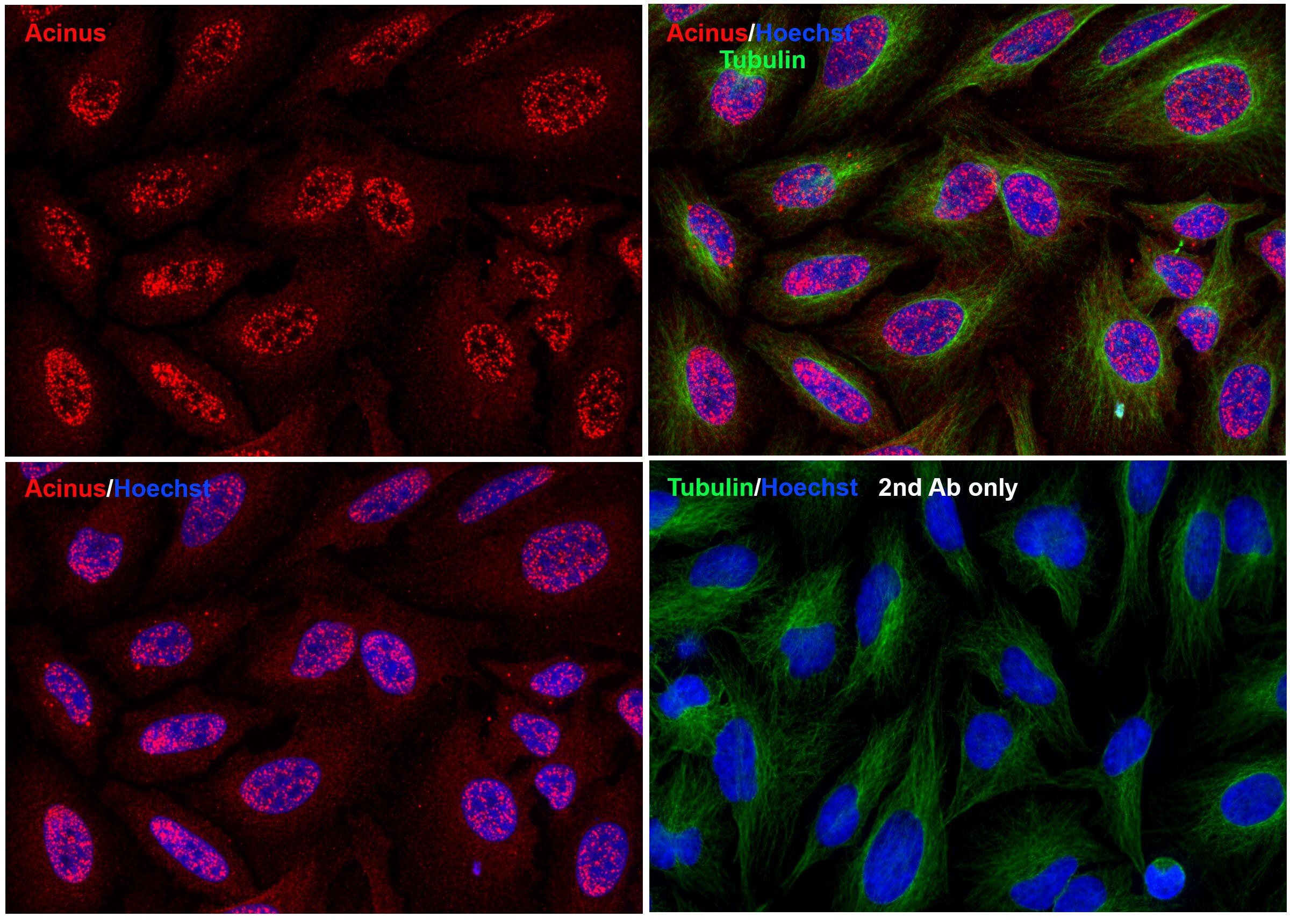 Acinus Antibody - BSA Free