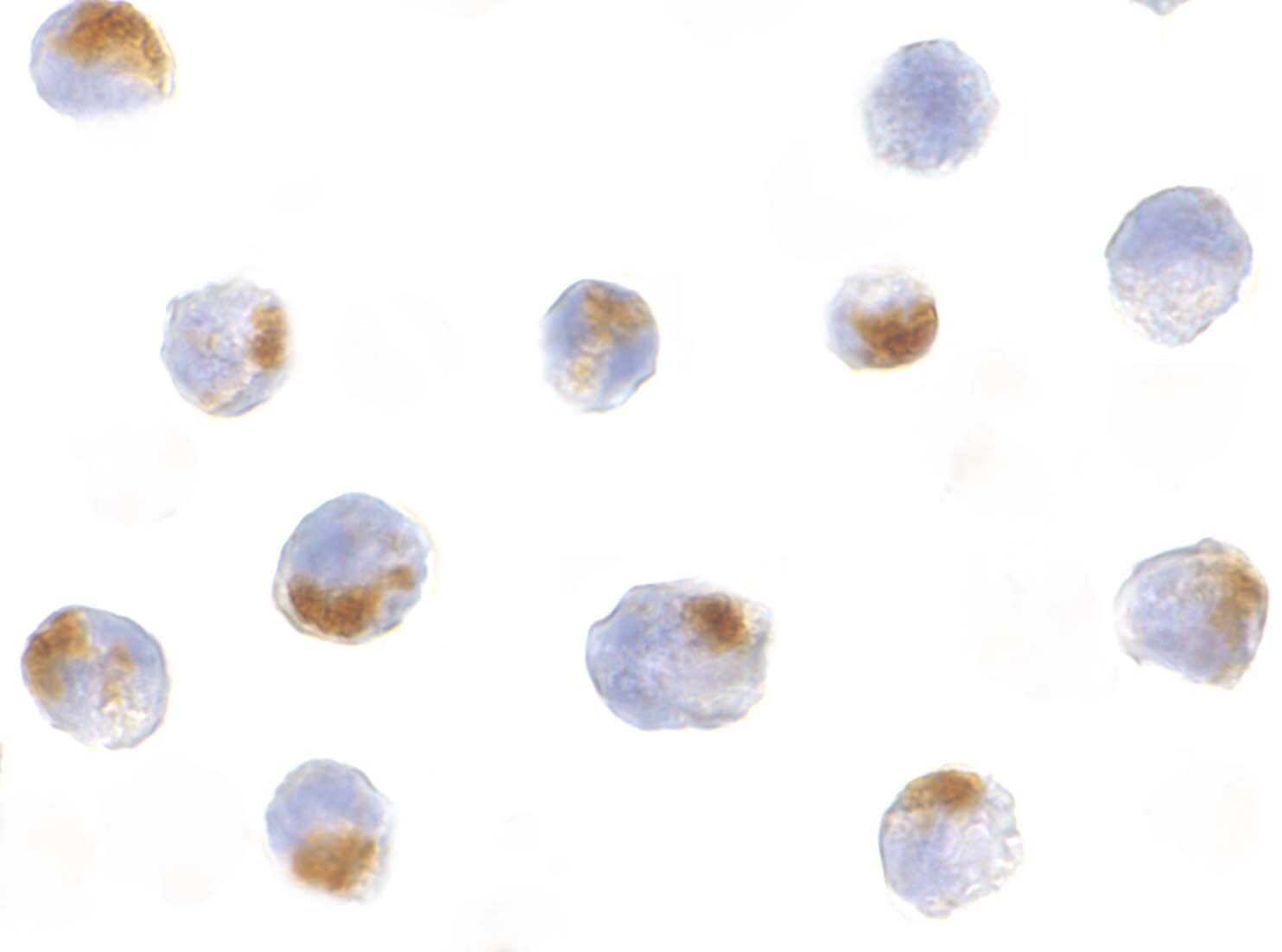 Acinus Antibody - BSA Free
