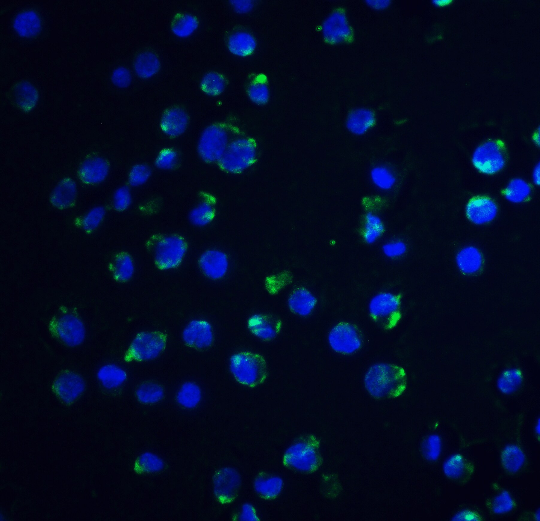 Acinus Antibody - BSA Free