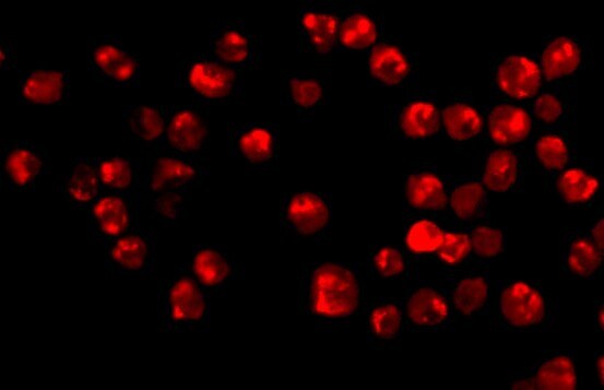 Acinus Antibody - BSA Free