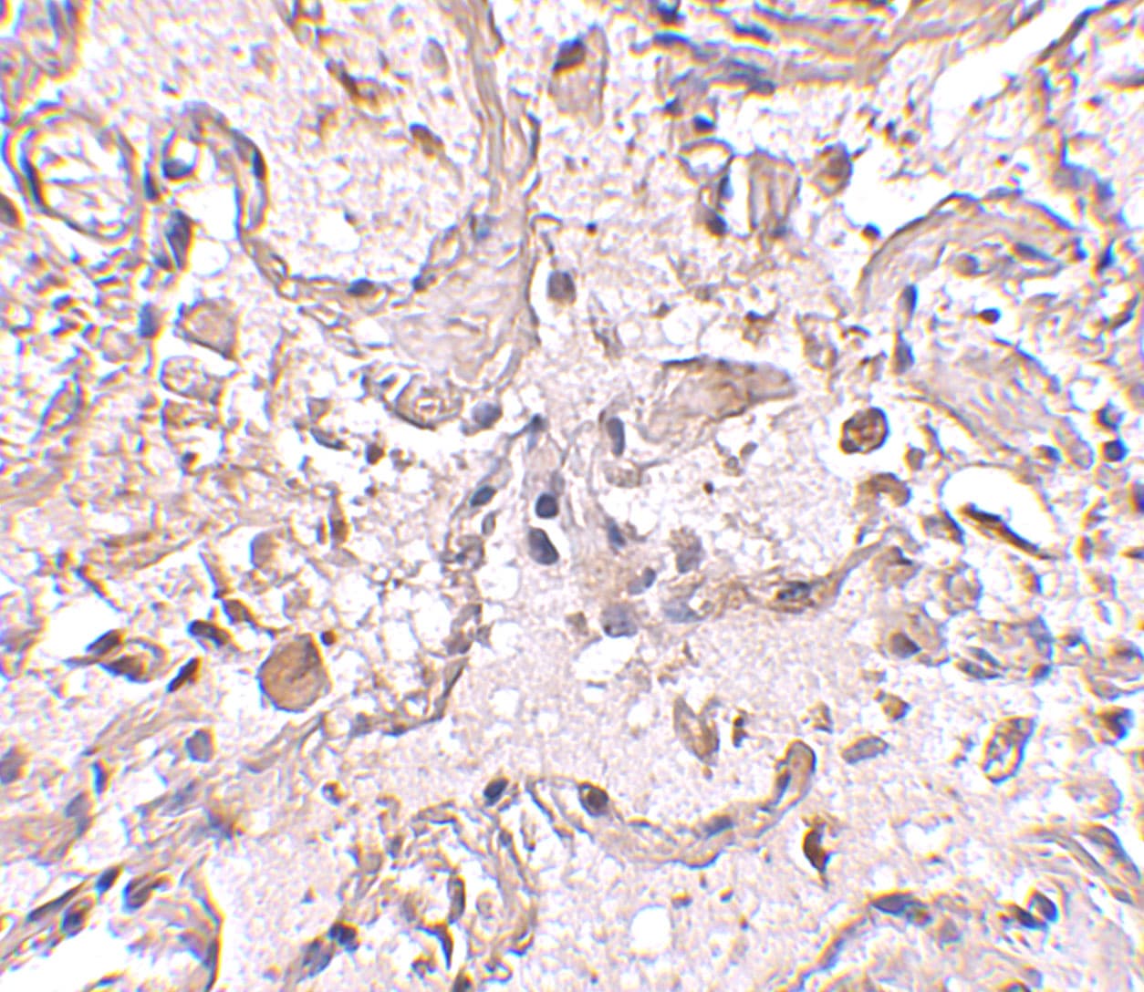 Glutathione S-Transferase pi 1/GSTP1 Antibody - BSA Free