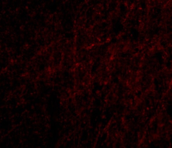 Plxdc2 Antibody - BSA Free
