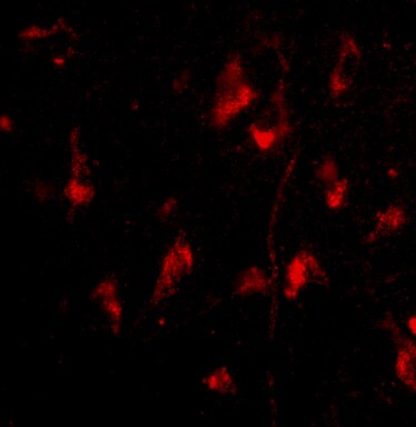 ATG12 Antibody - BSA Free