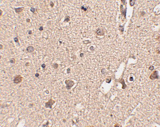 ATG12 Antibody - BSA Free