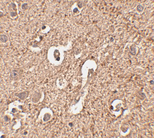ATG12 Antibody - BSA Free
