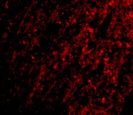 ATG12 Antibody - BSA Free