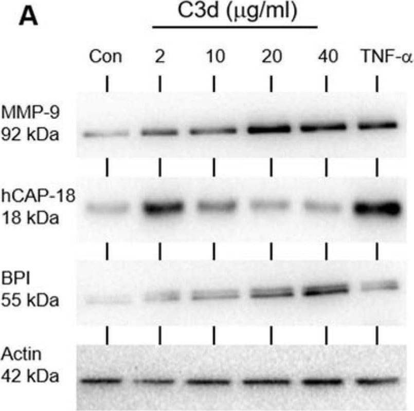 CAMP/LL37/FALL39/Cathelicidin Antibody - BSA Free