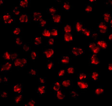 FGF-4 Antibody - BSA Free