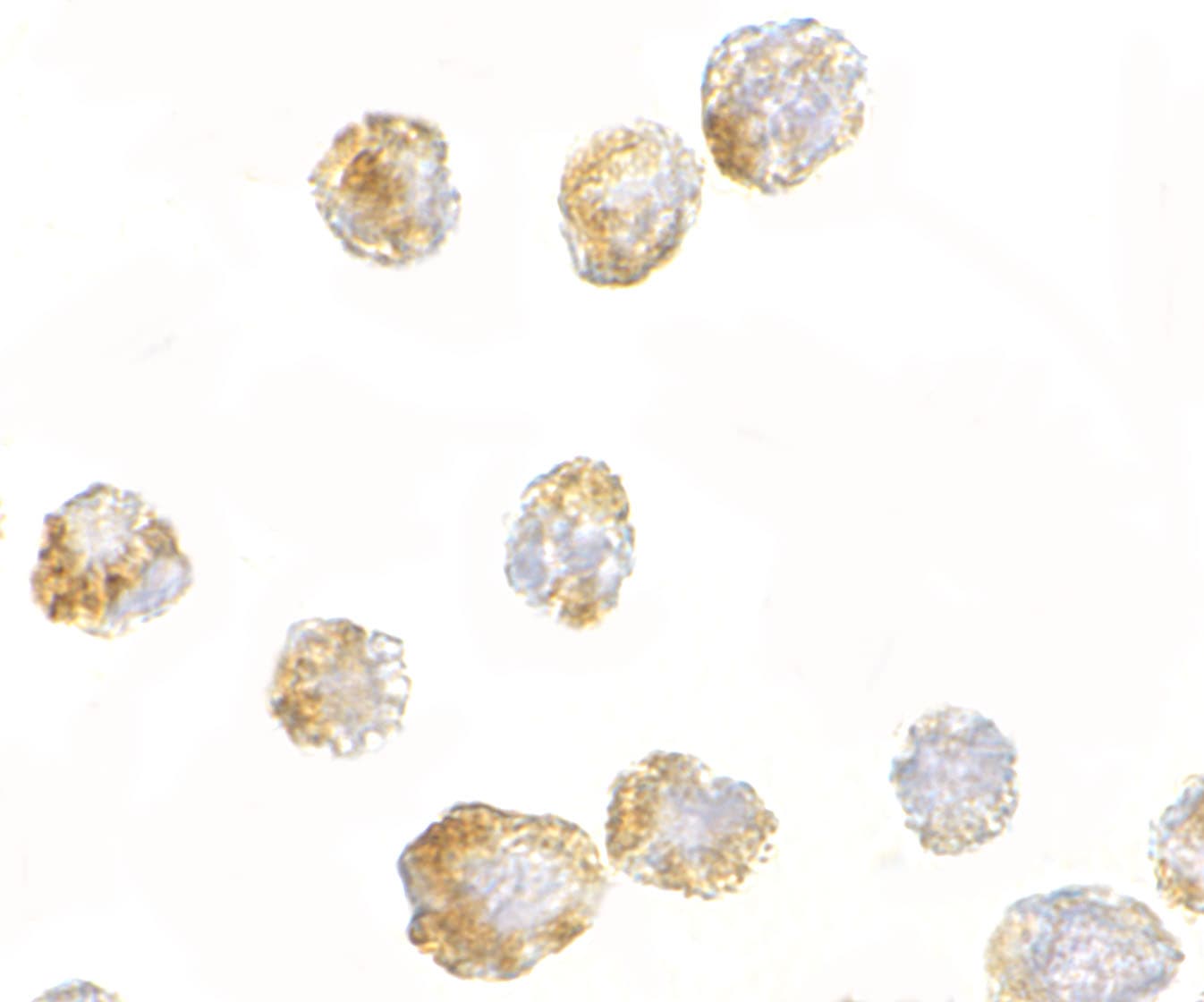 FGF-4 Antibody - BSA Free