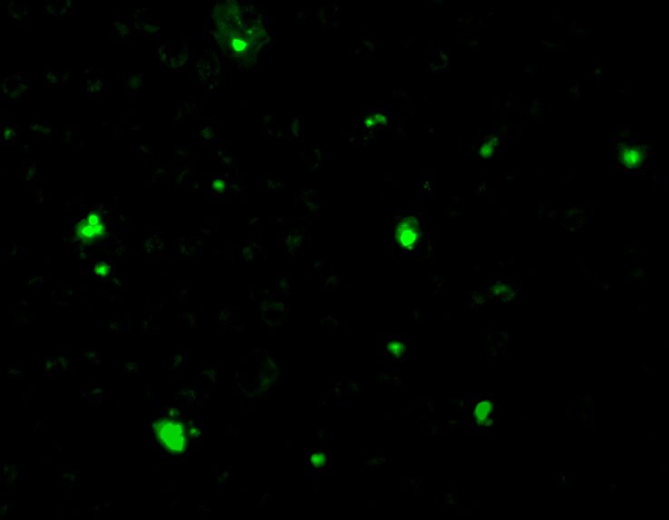 Acinus Antibody - BSA Free