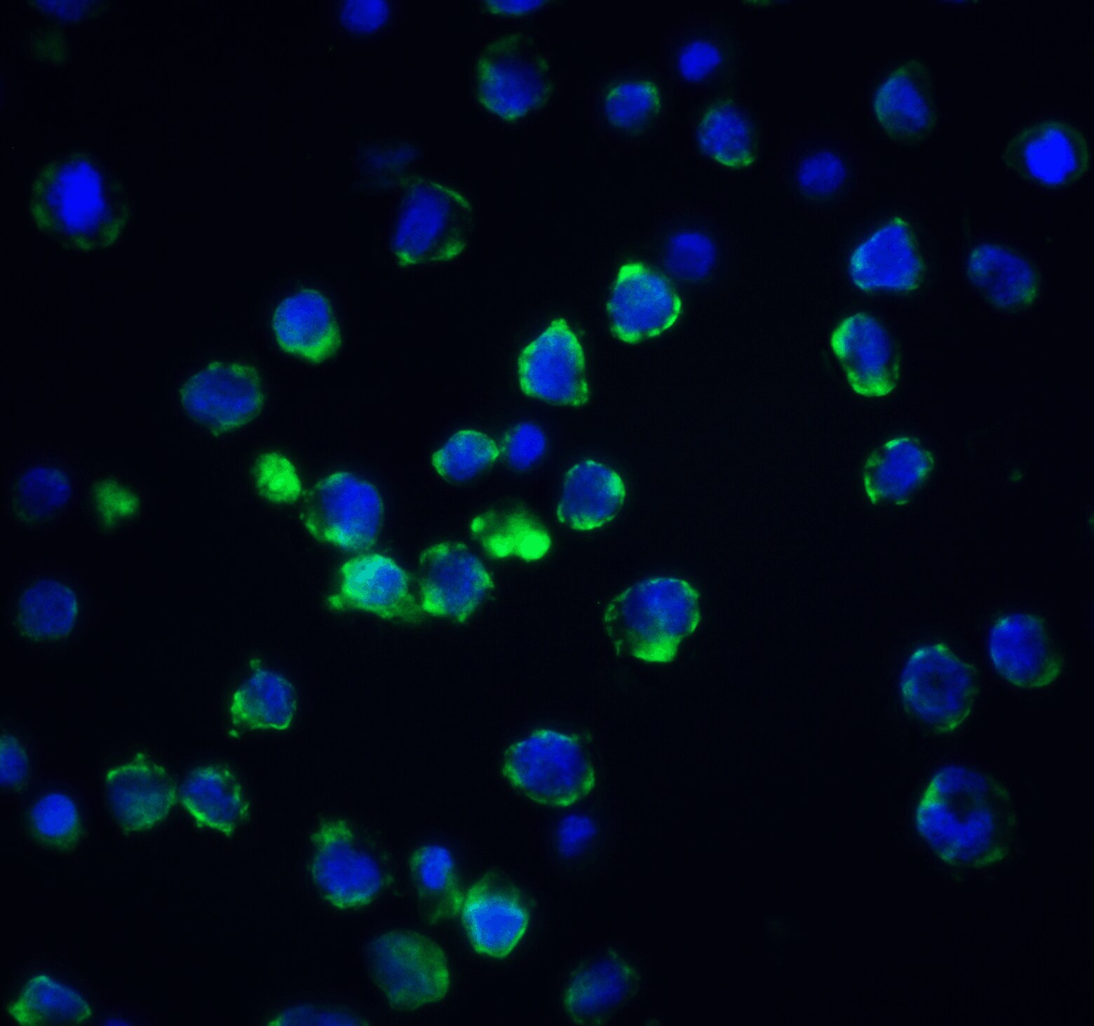 Acinus Antibody - BSA Free