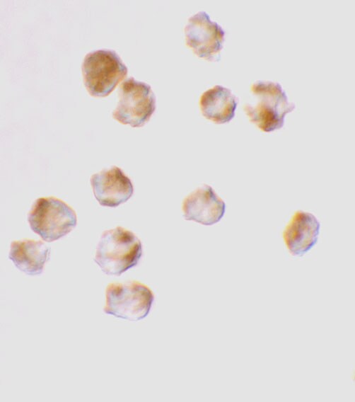 Acinus Antibody - BSA Free