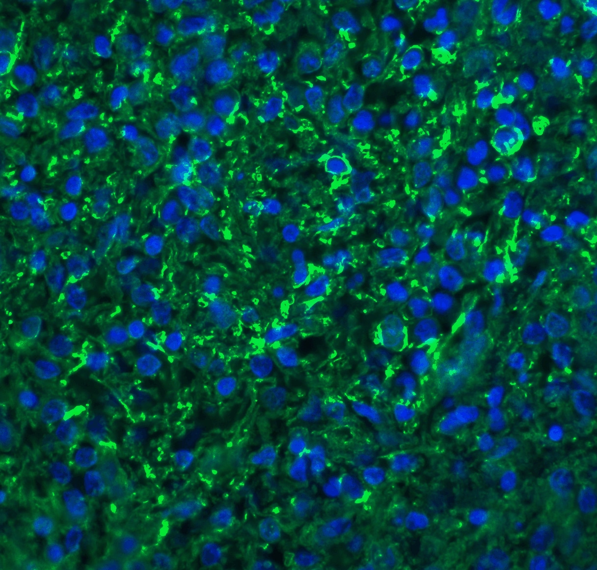 CXCR6 Antibody - BSA Free