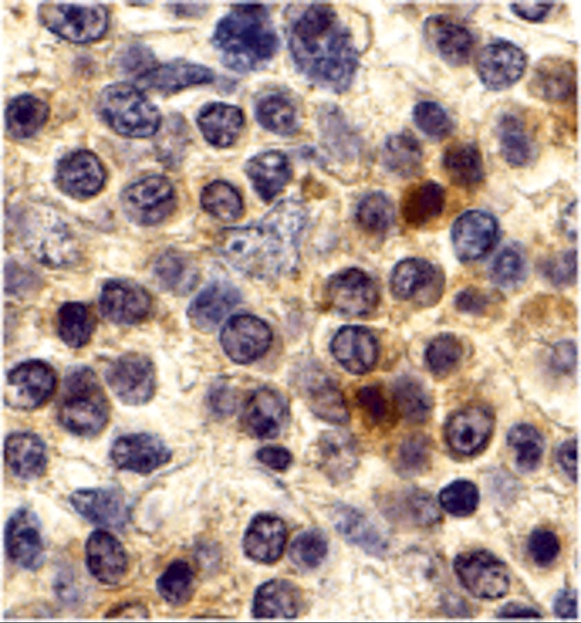 CX3CR1 Antibody - BSA Free