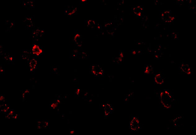 CX3CR1 Antibody - BSA Free