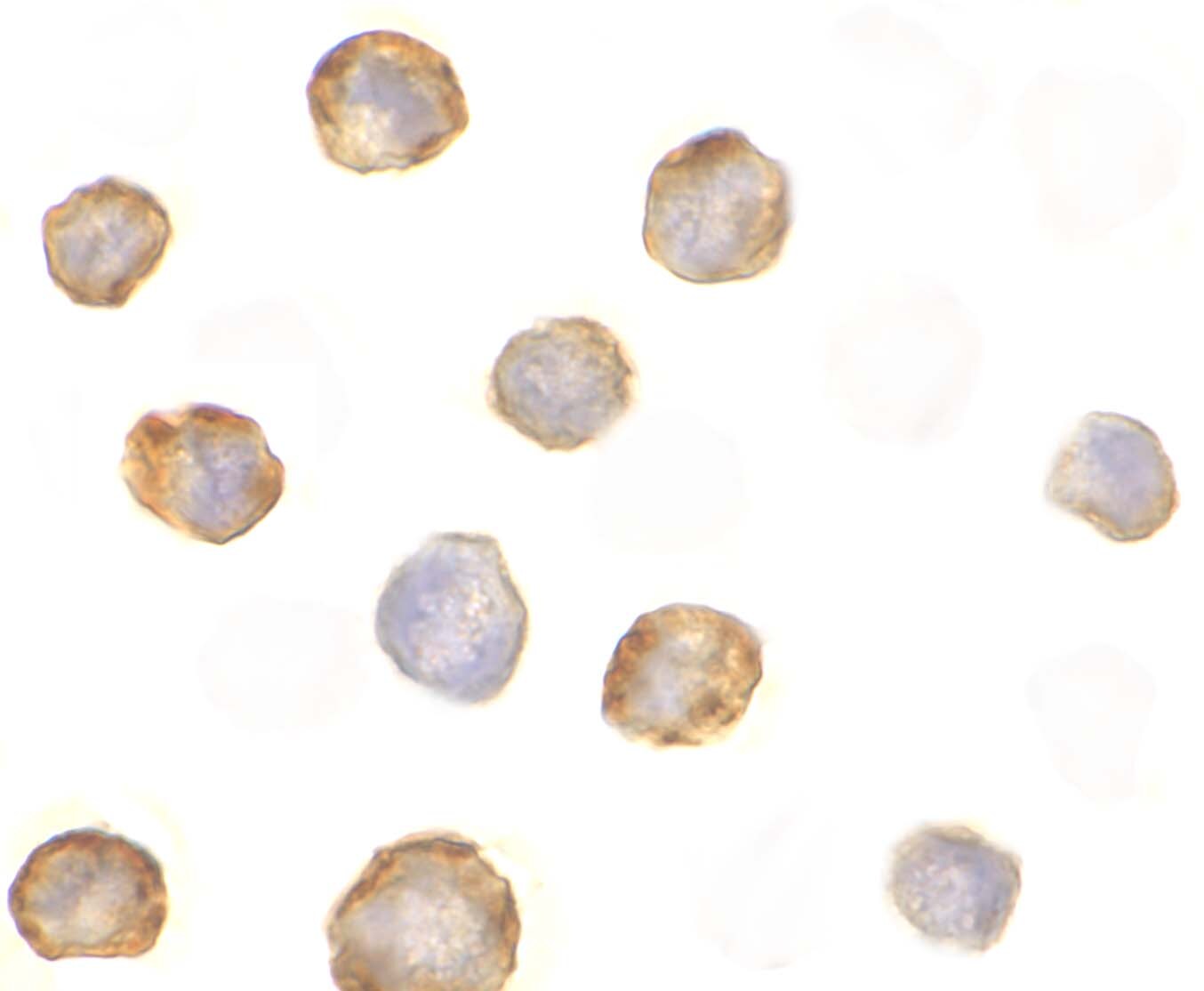RIPK2 Antibody - BSA Free
