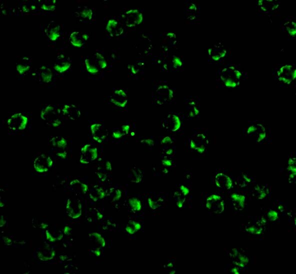 RIPK2 Antibody - BSA Free