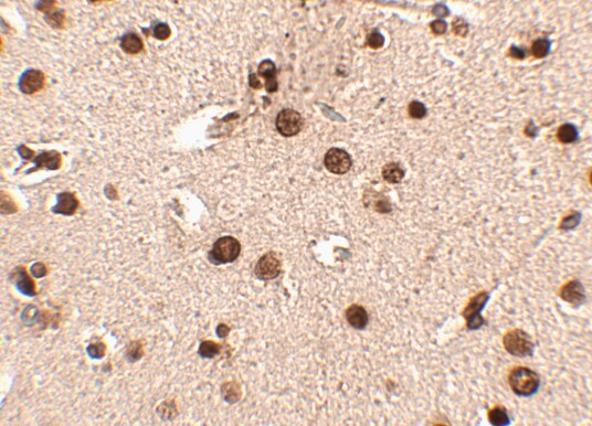 RIMS3 Antibody - BSA Free