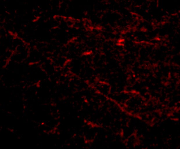 Sirtuin 2/SIRT2 Antibody - BSA Free
