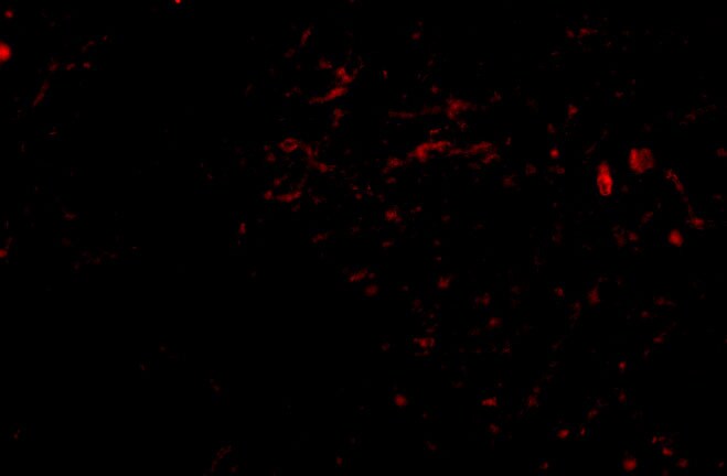 Sirtuin 2/SIRT2 Antibody - BSA Free