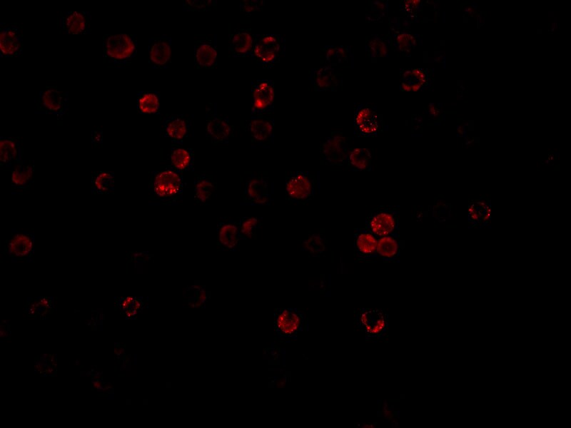 TRAILR3/TNFRSF10C Antibody - BSA Free