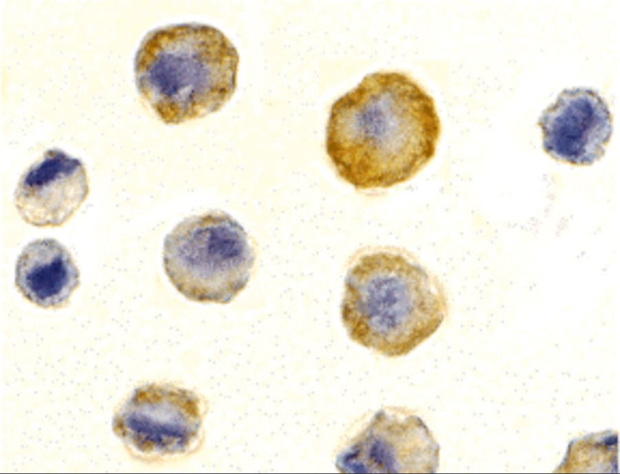 TRAILR3/TNFRSF10C Antibody - BSA Free
