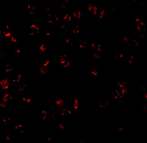Bcl-10 Antibody - BSA Free