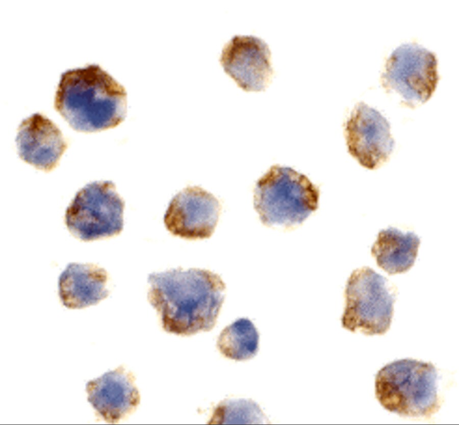 Bcl-10 Antibody - BSA Free