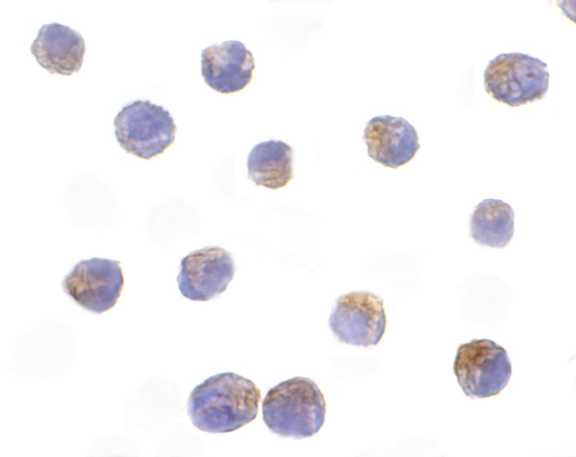 DRAK2 Antibody - BSA Free