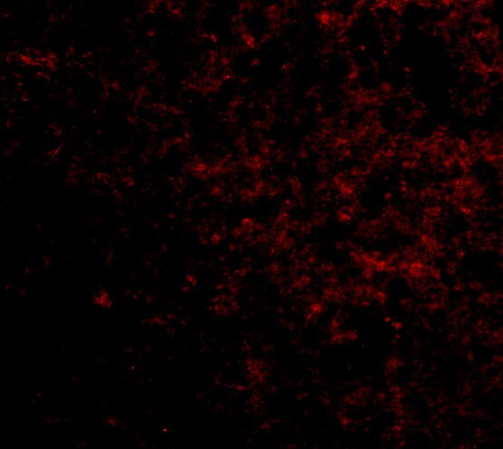 LGI2 Antibody - BSA Free