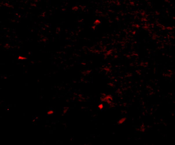 NIPSNAP1 Antibody - BSA Free