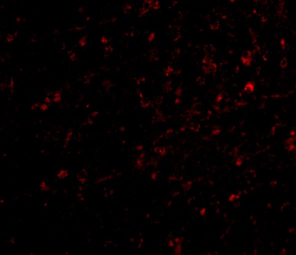 NIPSNAP1 Antibody - BSA Free