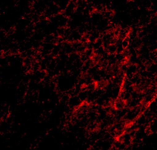 AIFM3 Antibody - BSA Free
