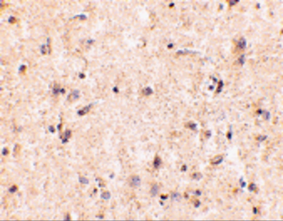 IRGM Antibody - BSA Free