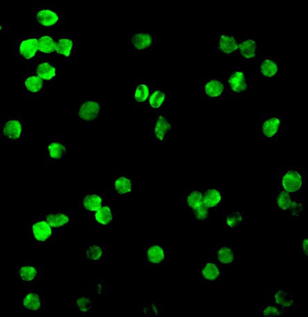 DRAK1 Antibody - BSA Free