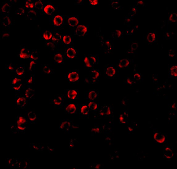 SODD/BAG4 Antibody - BSA Free