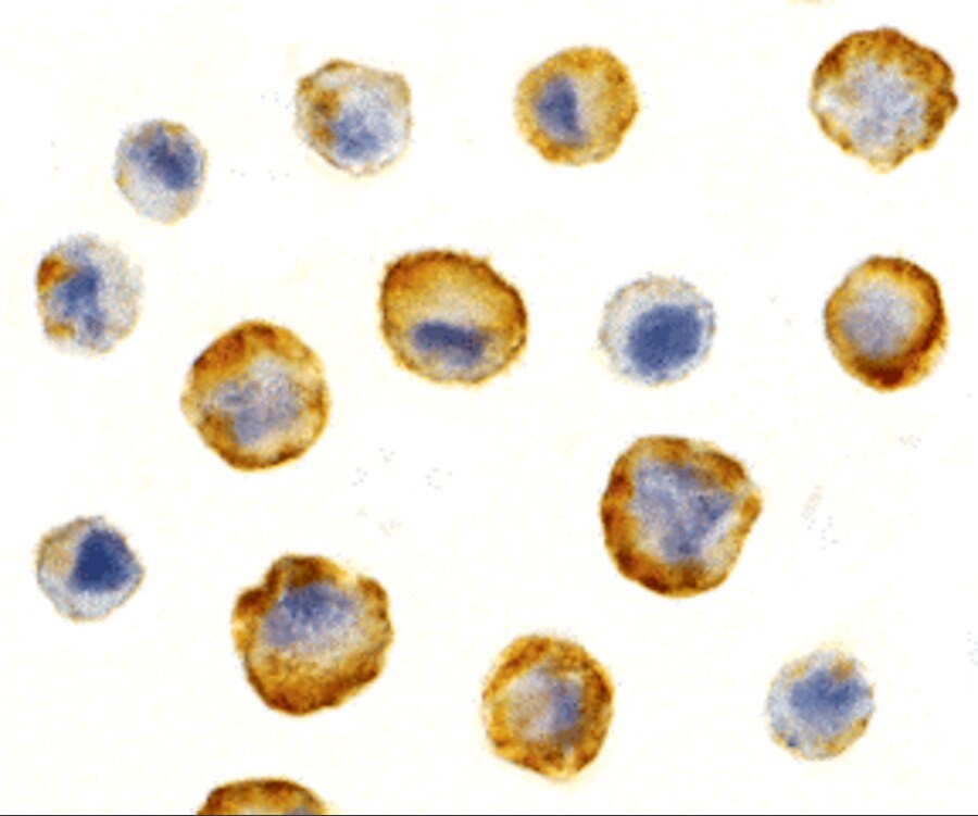 SODD/BAG4 Antibody - BSA Free