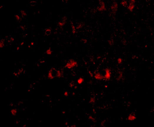 Neuronal Pentraxin 2 Antibody - BSA Free