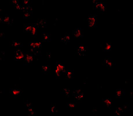 GRTP1 Antibody - BSA Free