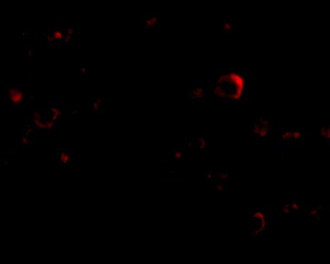EVER2 Antibody - BSA Free