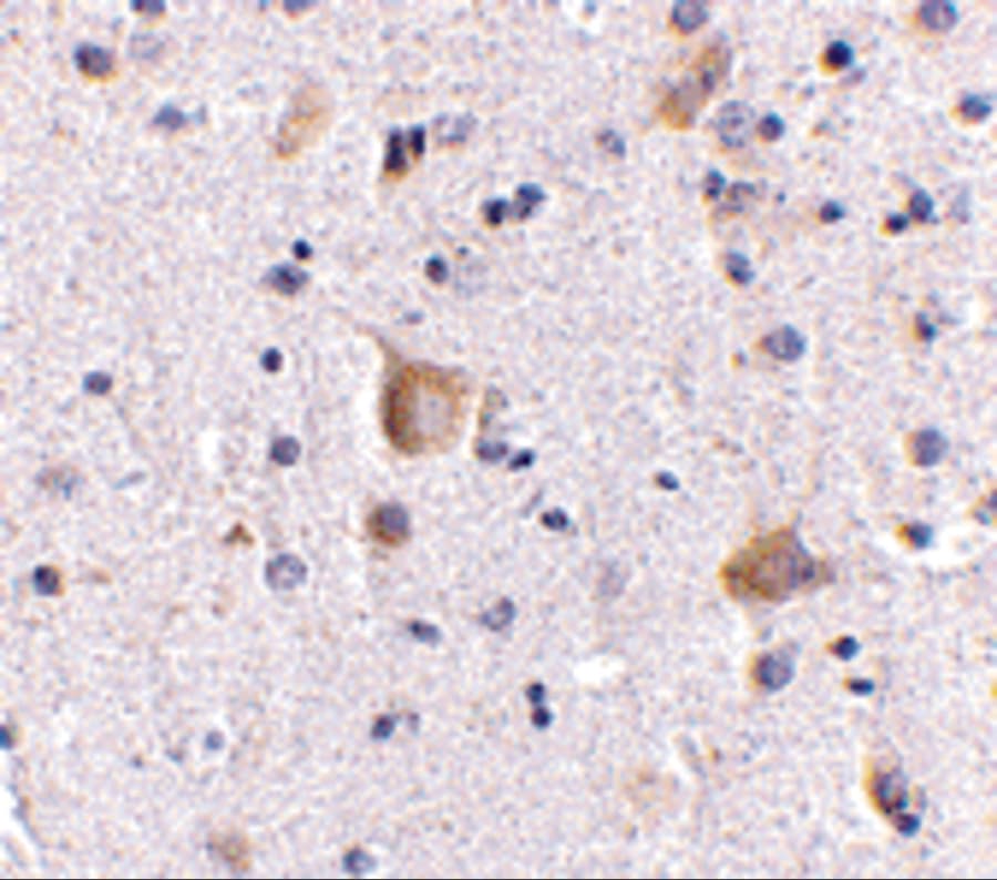 RIMS2 Antibody - BSA Free