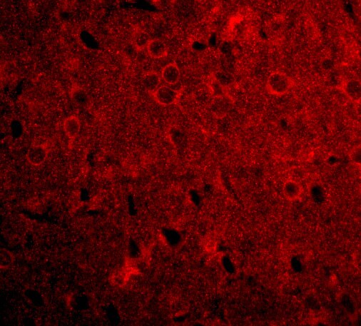 GPAM Antibody - BSA Free