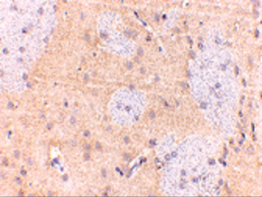GPAM Antibody - BSA Free