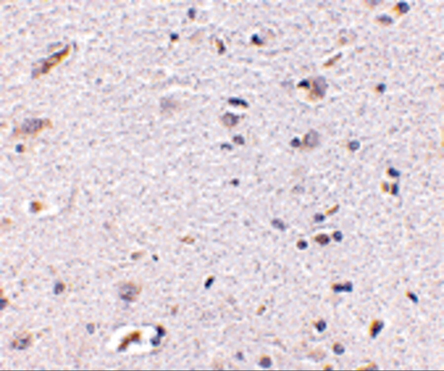 Syntaphilin Antibody - BSA Free