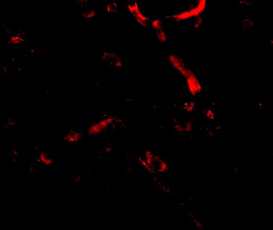 Syntaphilin Antibody - BSA Free