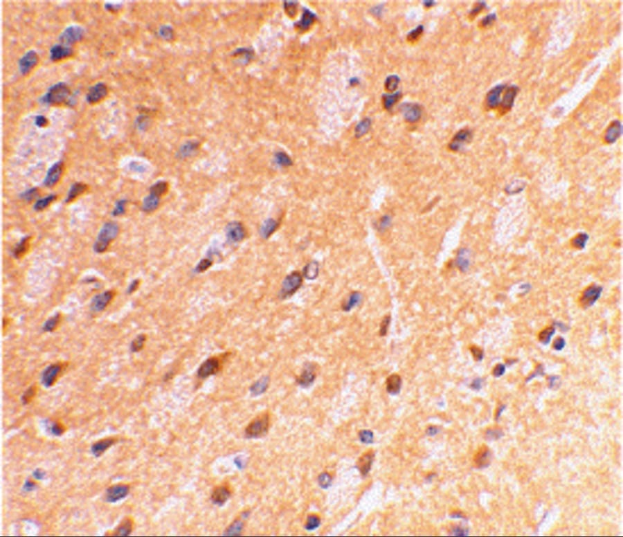 APP Antibody - BSA Free
