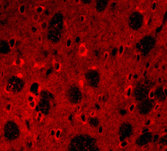 APP Antibody - BSA Free