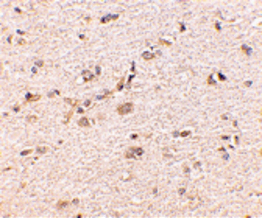 GKAP/DLGAP1 Antibody - BSA Free